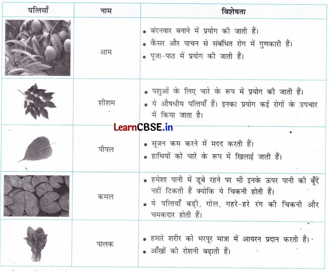 Class 4 Hindi Chapter 3 Question Answer नीम 10