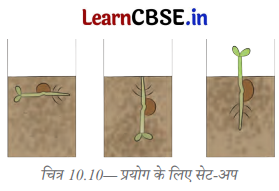 Class 6 Science Chapter 10 Question Answer in Hindi सजीव विशेषताओं का अन्वेषण 5