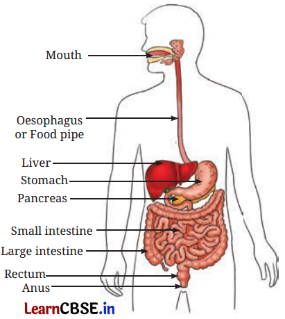 Life Processes in Animals Class 7 Notes Science Chapter 9 2