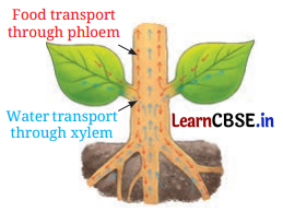 Life Processes in Plants Class 7 Notes Science Chapter 10 - Learn CBSE