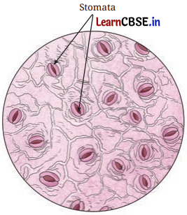 Life Processes in Plants Class 7 Notes Science Chapter 10 - Learn CBSE