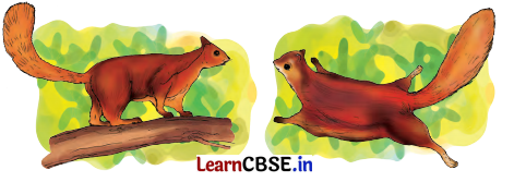 Nature Trail Class 4 Question Answer EVS Chapter 3 3