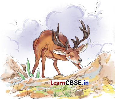 The Old Stag Class 4 Summary in English and Hindi 2