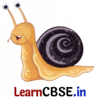 बगीचे का घोंघा Class 4 Worksheet with Answers Hindi Chapter 2