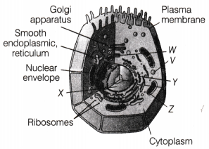 CBSE Sample Papers for Class 9 Science Set 8 with Solutions 1