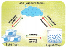 Water Chapter Notes Water The Essence of Life Class 5 Notes EVS Chapter 1 - Learn CBSE