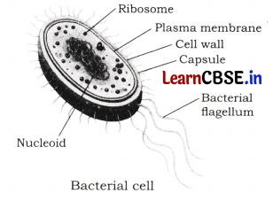 Cell The Building Block of Life Class 9 MCQ Questions Science Chapter 2 ...