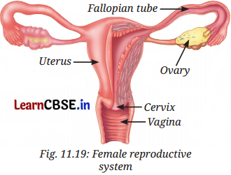 Reproduction How Life Continues Class 9 Notes Science Chapter 11