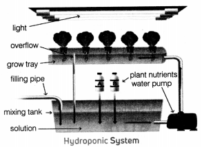 Hydroponics Growing Plants without Soil Class 8 Notes Kaushal Bodh Chapter 1 7